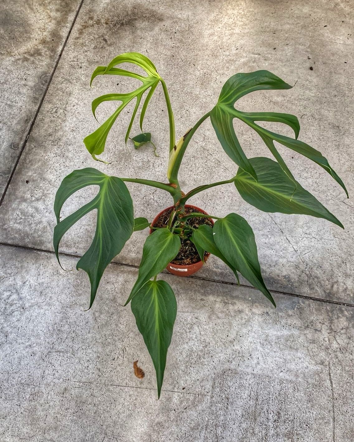 Monstera burle Marx flame L vaso cm 15