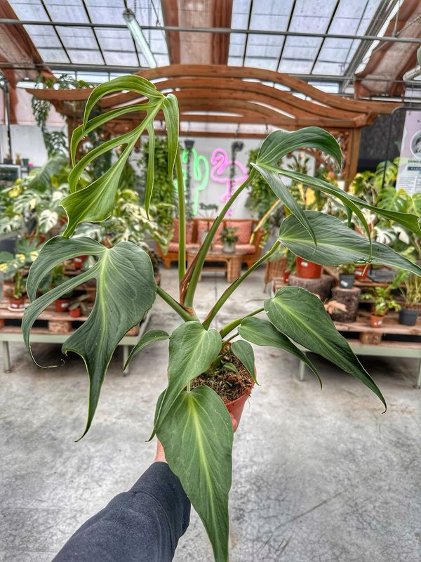 Monstera burle Marx flame L vaso cm 15