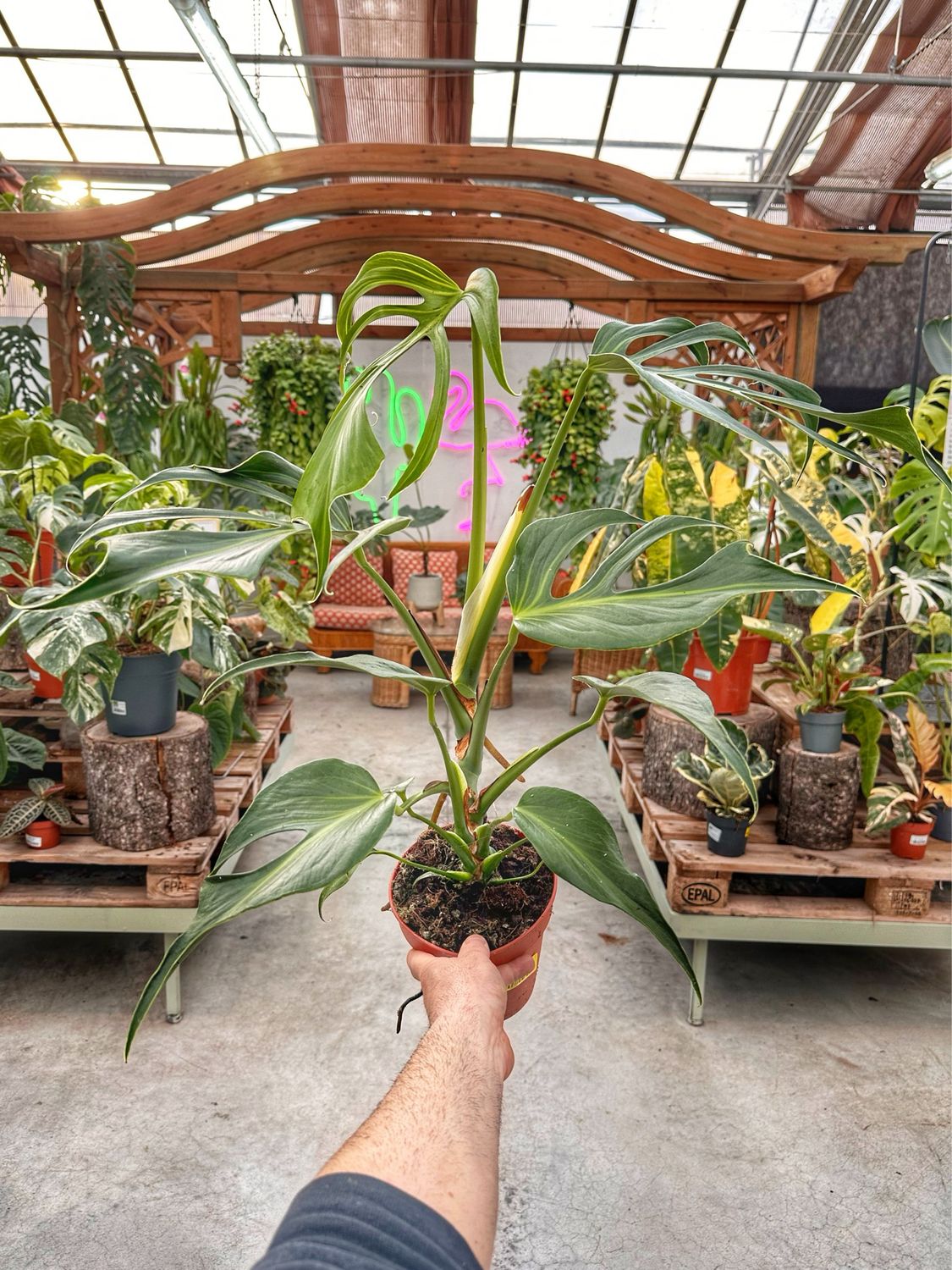 Monstera burle Marx flame L vaso cm 15