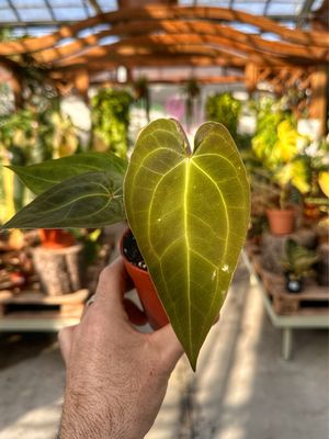Anthurium papillilaminum vaso cm 10,5