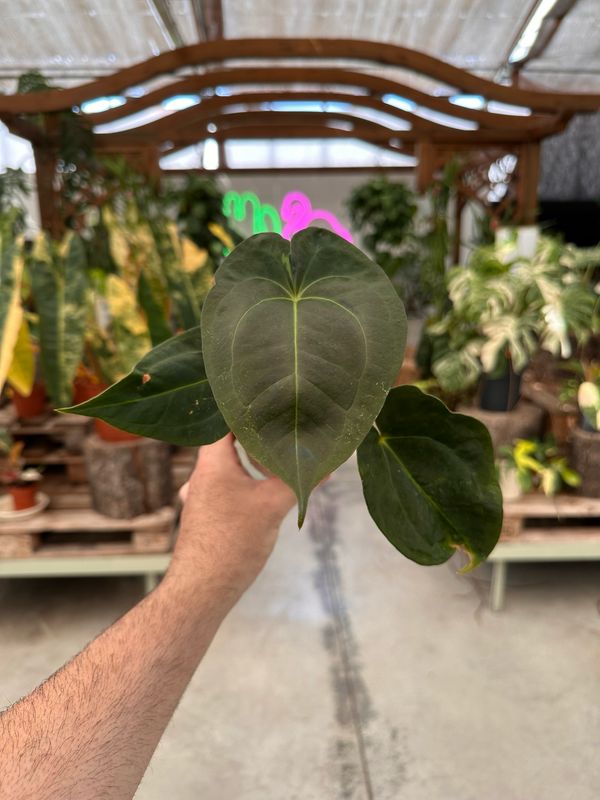 Anthurium papillilaminum vaso cm 10,5