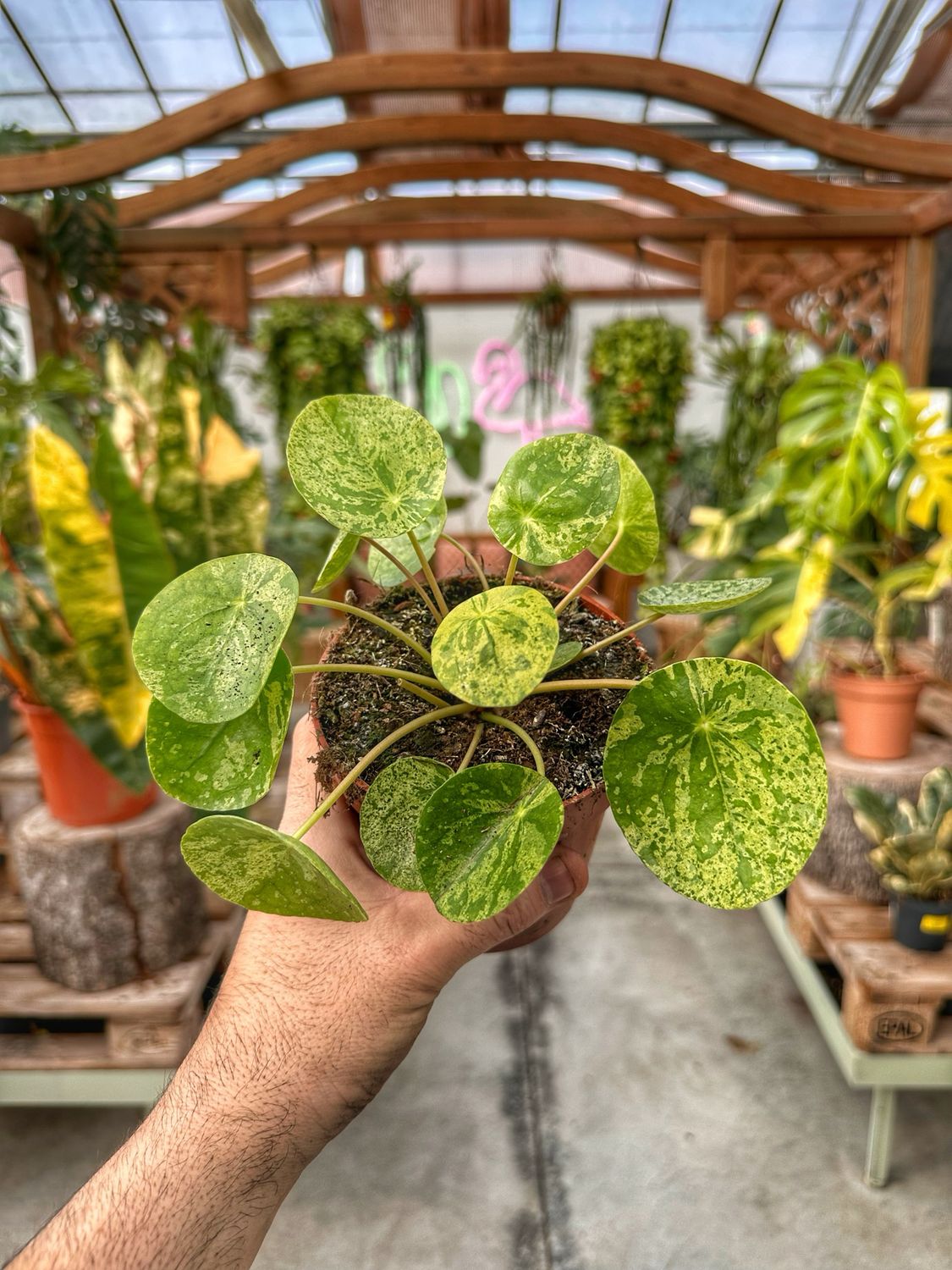 Pilea mojito vaso cm 12