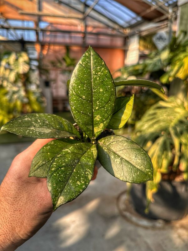 Hoya callistophilla sabah vaso cm 5,5