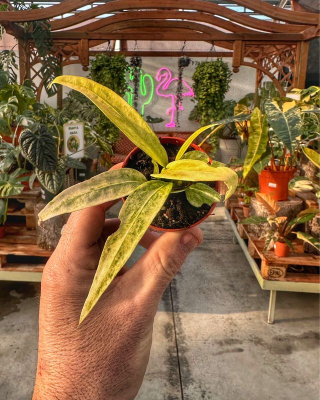 Anthurium Vittarifolium variegata vaso cm 6