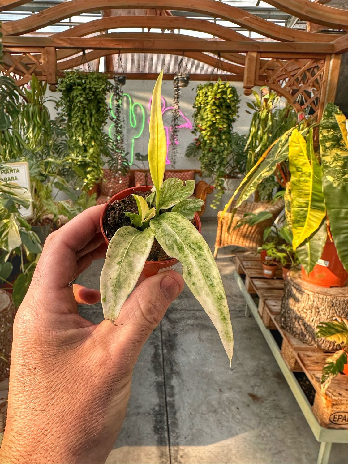 Anthurium Vittarifolium variegata vaso cm 6