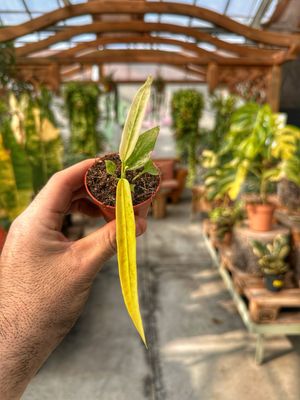 Anthurium Vittarifolium variegata vaso cm 6