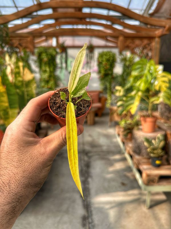 Anthurium Vittarifolium variegata vaso cm 6