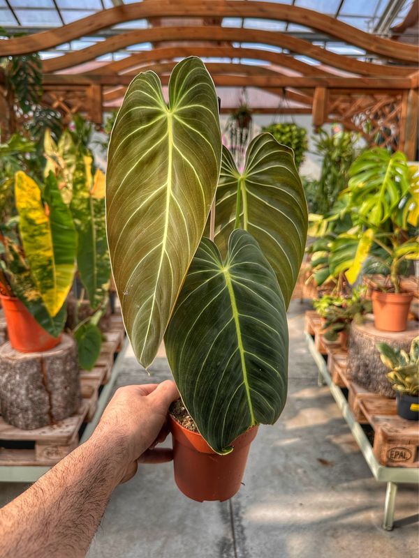 Philodendron melanochrysum vaso cm 12