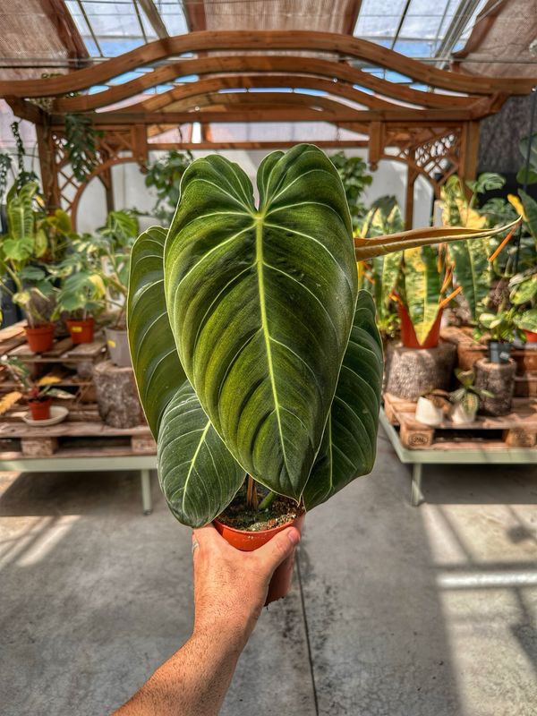 Philodendron melanochrysum vaso cm 12