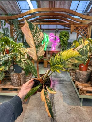 Philodendron caramel marble M vaso cm 12