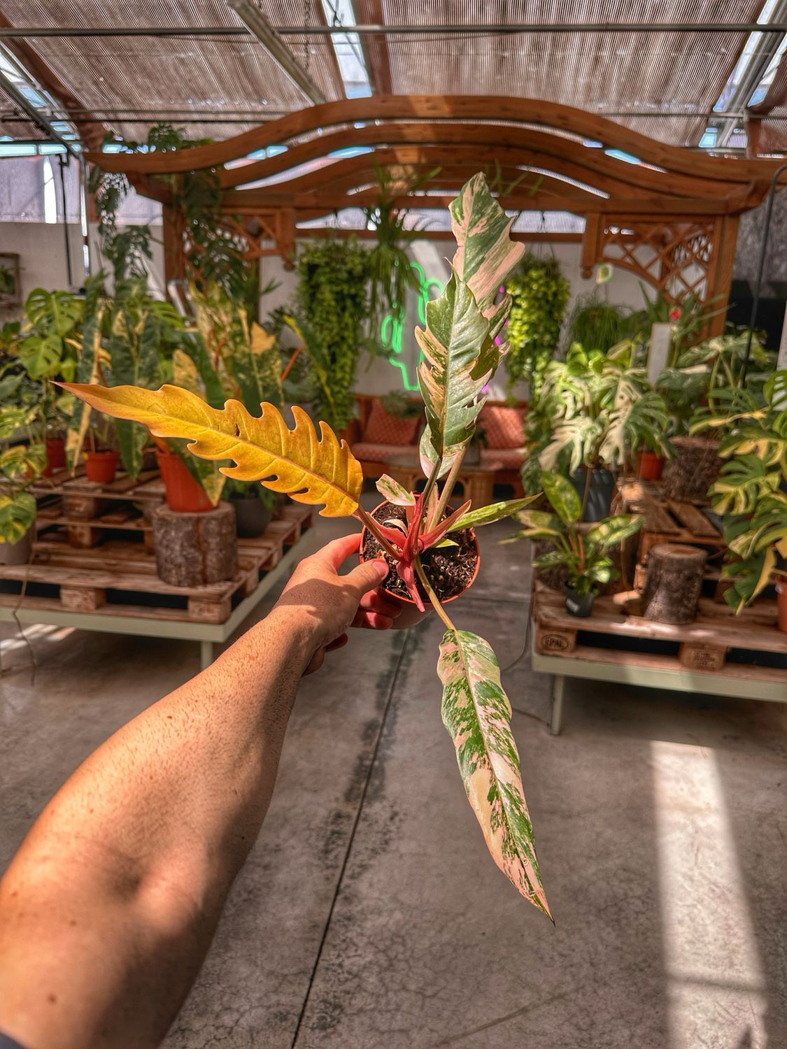 Philodendron caramel marble M vaso cm 12