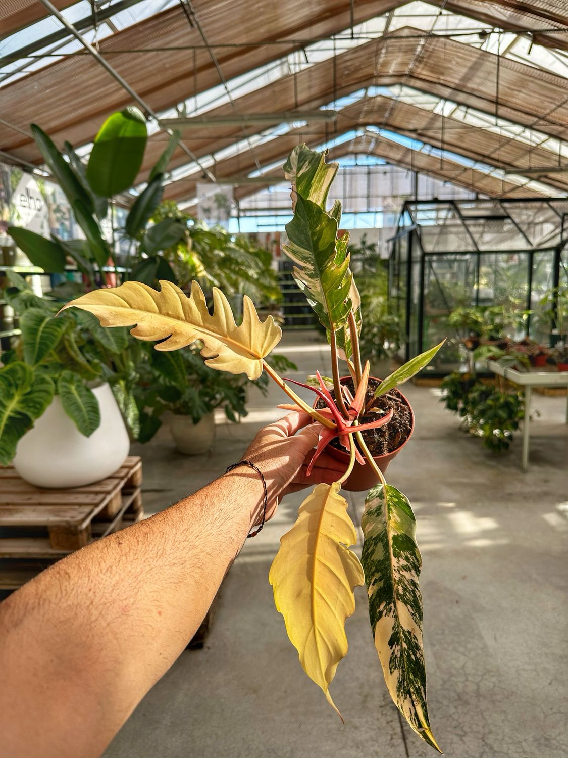 Philodendron caramel marble M vaso cm 12