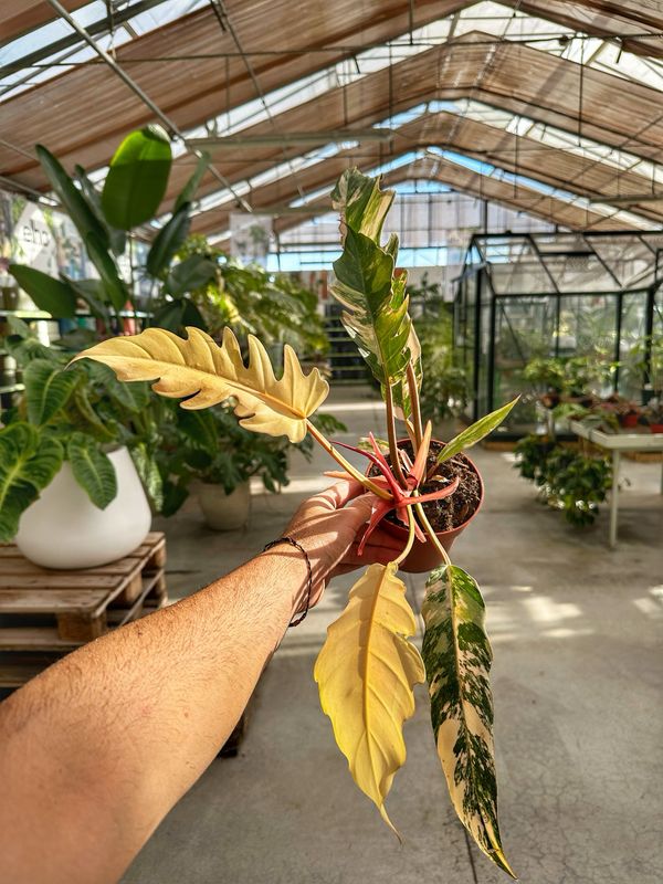 Philodendron caramel marble M vaso cm 12