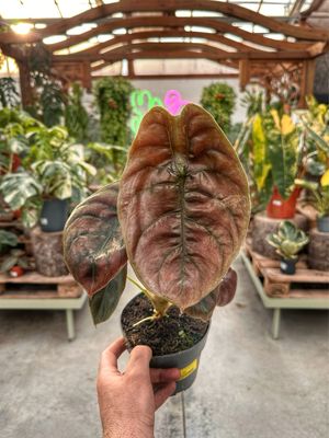 Alocasia cuprea red secret XL vaso cm 14