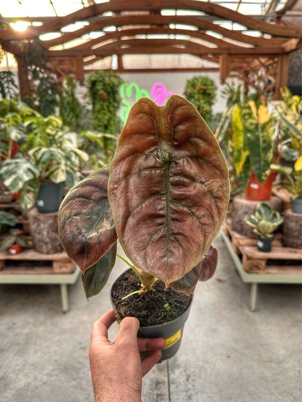 Alocasia cuprea red secret XL vaso cm 14