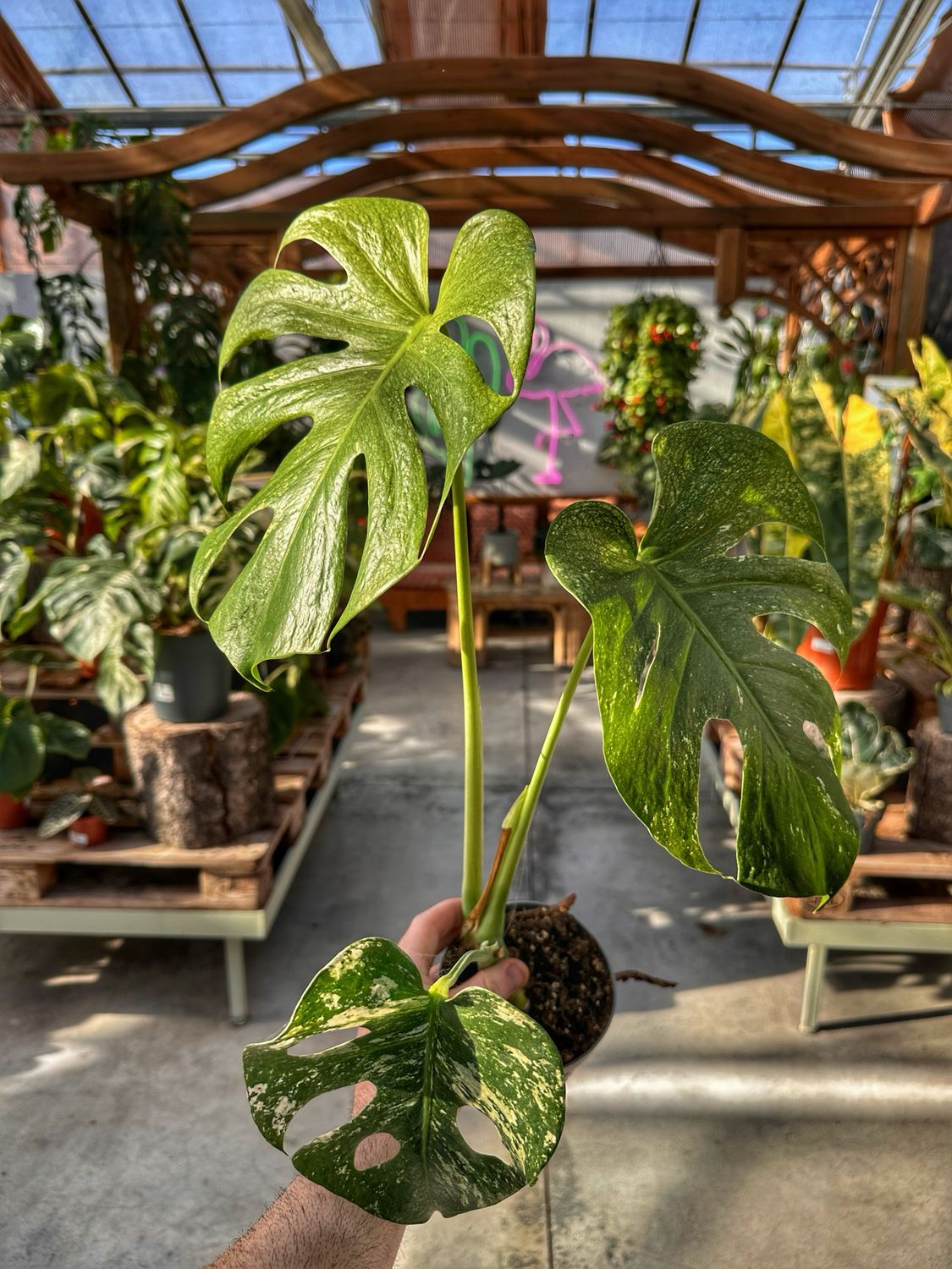 Monstera Mint vaso cm 12