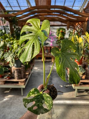 Monstera Mint vaso cm 12