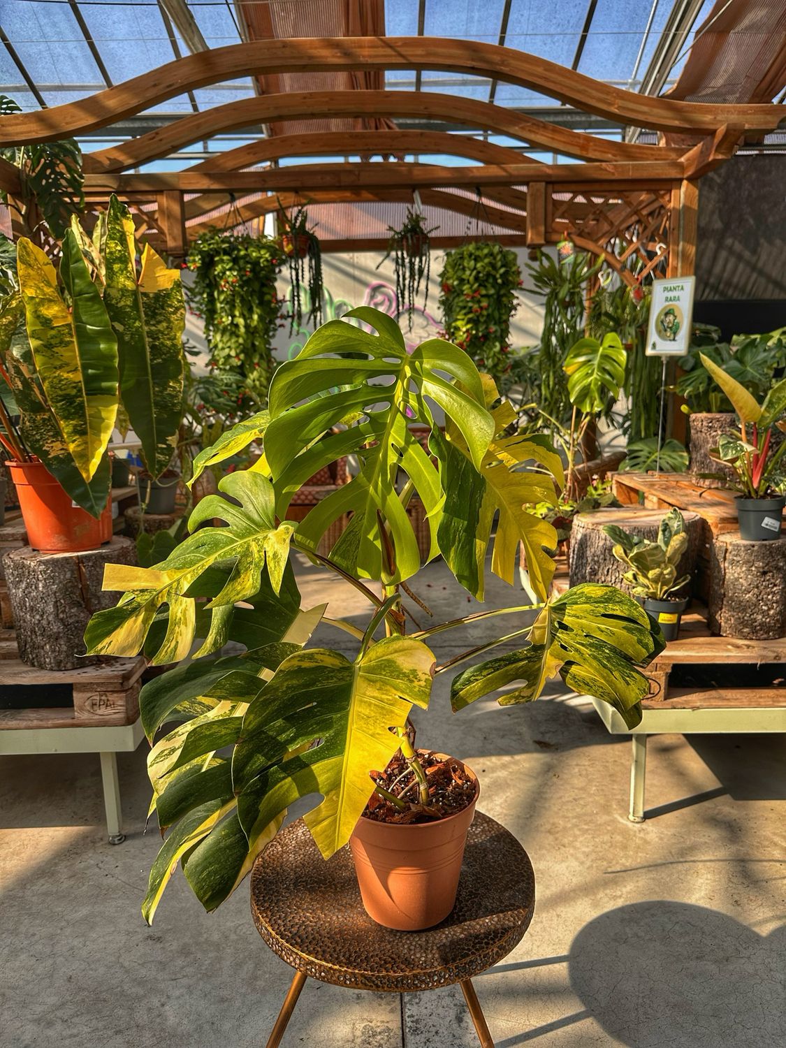 Monstera aureovariegata vaso cm 21 extra variegata