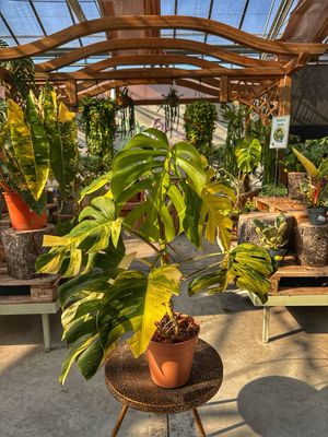 Monstera aureovariegata vaso cm 21 extra variegata