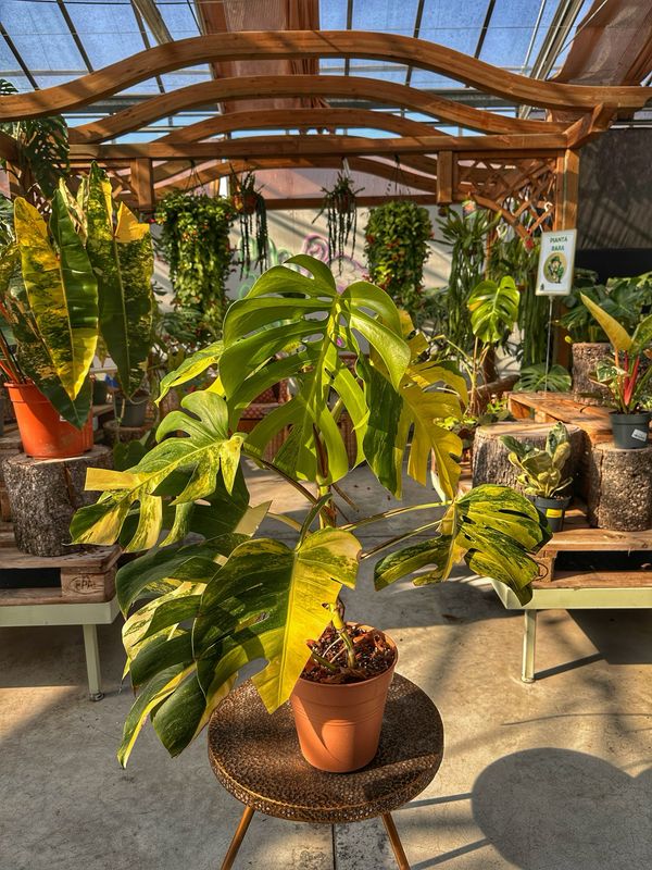 Monstera aureovariegata vaso cm 21 extra variegata