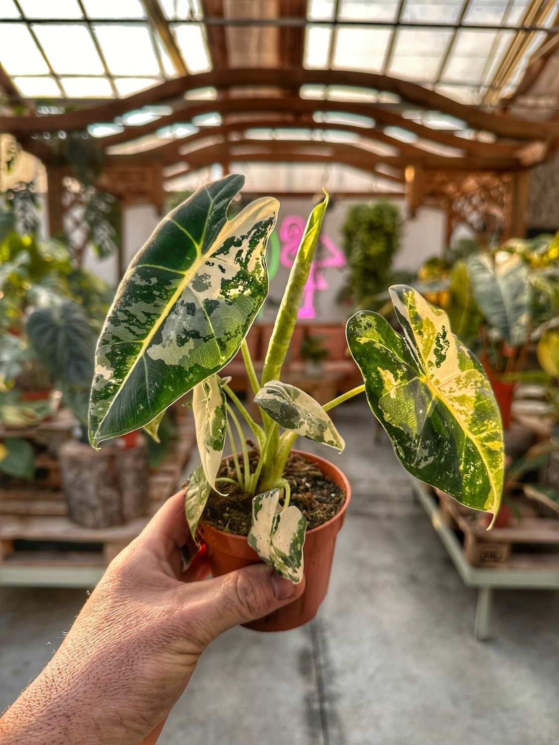 Alocasia frydek variegata super white vaso cm 9