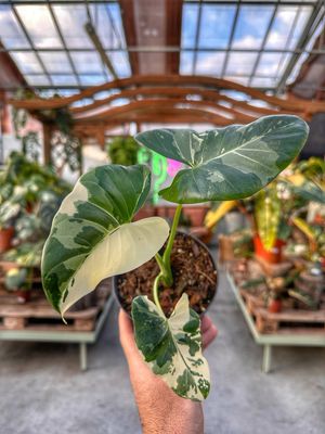 Alocasia Macrorrhiza variegata vaso cm 14