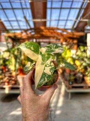 Alocasia Macrorrhiza variegata vaso cm 7