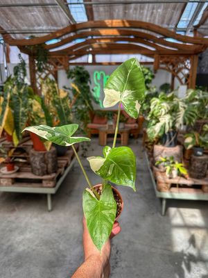 Alocasia Macrorrhiza variegata vaso cm 11