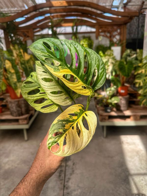 Monstera adansonii japanese tricolour vaso cm 7