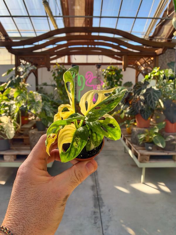 Monstera adansonii albovariegata vaso cm 6