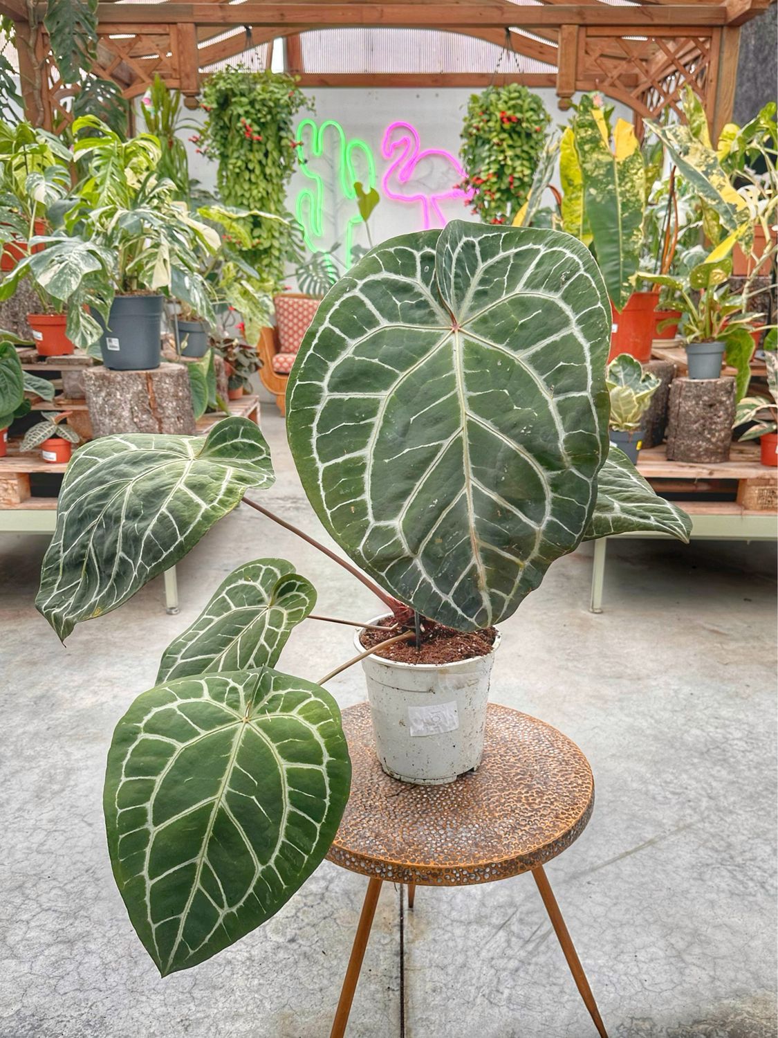 Anthurium Michelle docBlock xxl vaso cm 21