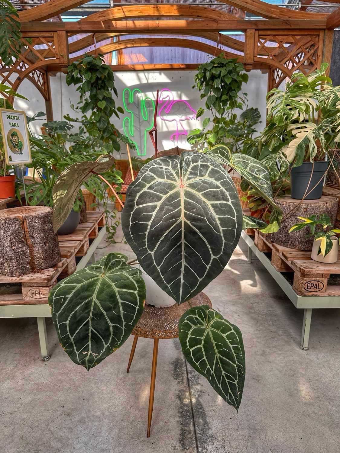 Anthurium Michelle docBlock xxl vaso cm 21