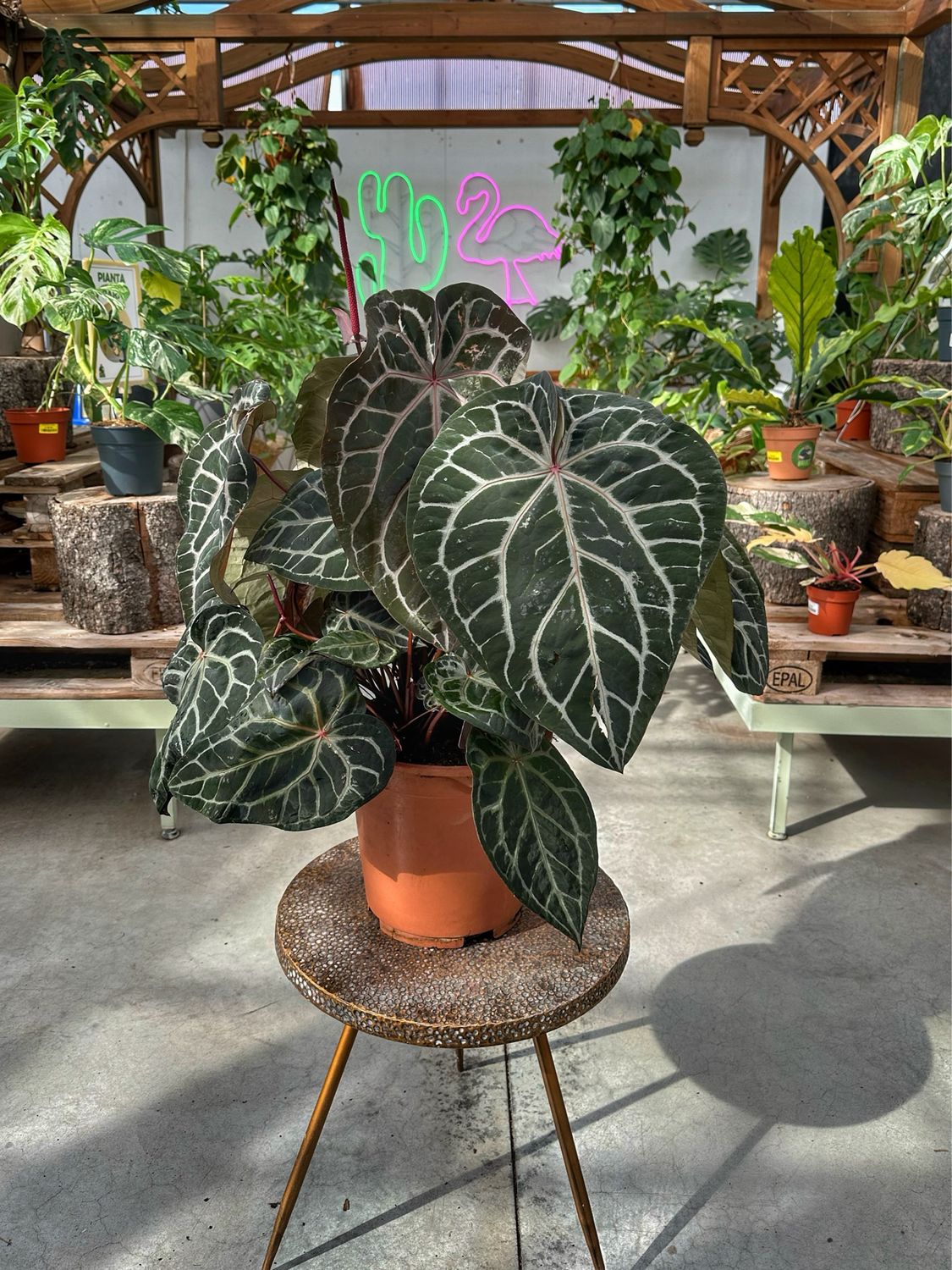 Anthurium Michelle docBlock xxl vaso cm 27