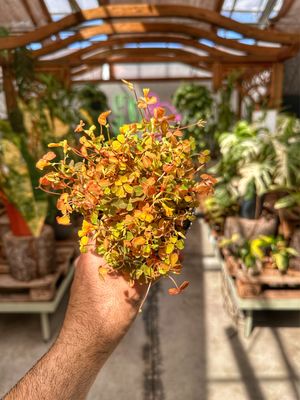 Oxalis vulcanicola sunset Velvet vaso cm 10,5