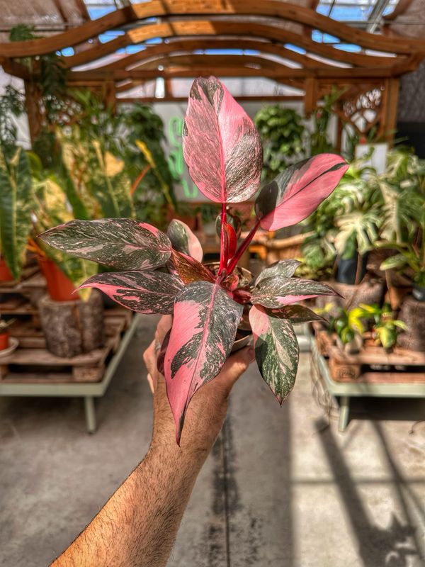 Philodendron pink princess marble extra pink vaso cm 11