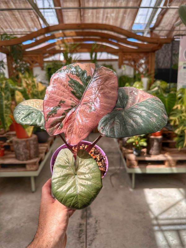 Alocasia serendipity variegata vaso cm 14