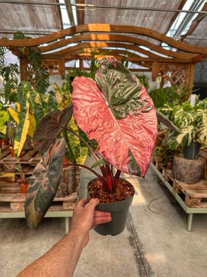 Alocasia serendipity variegata vaso cm 17