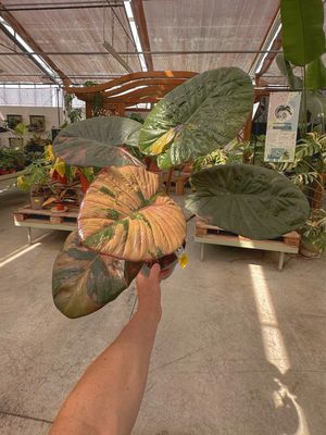 Alocasia serendipity variegata vaso cm 17