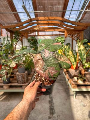 Alocasia serendipity variegata vaso cm 14