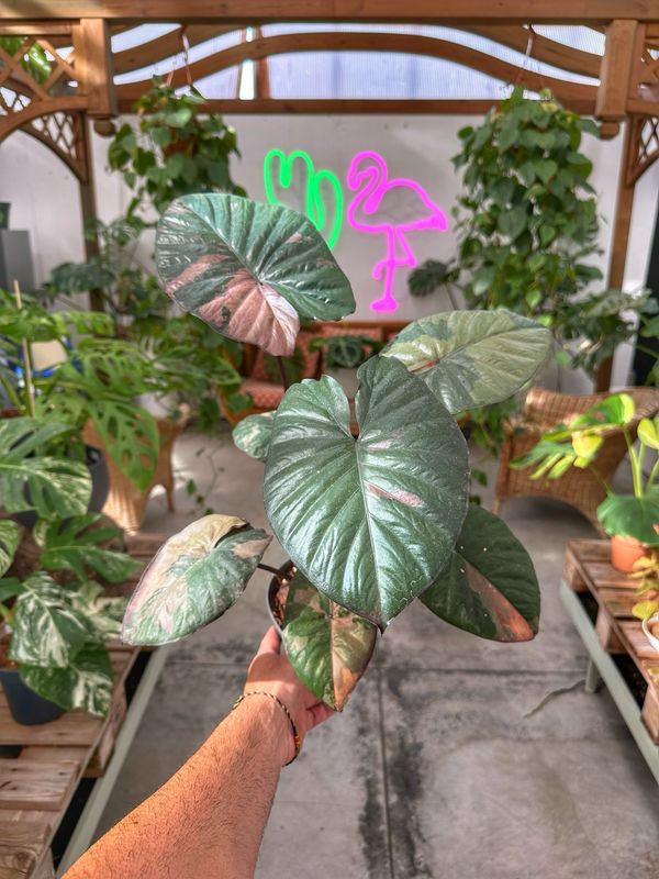 Alocasia serendipity variegata vaso cm 14