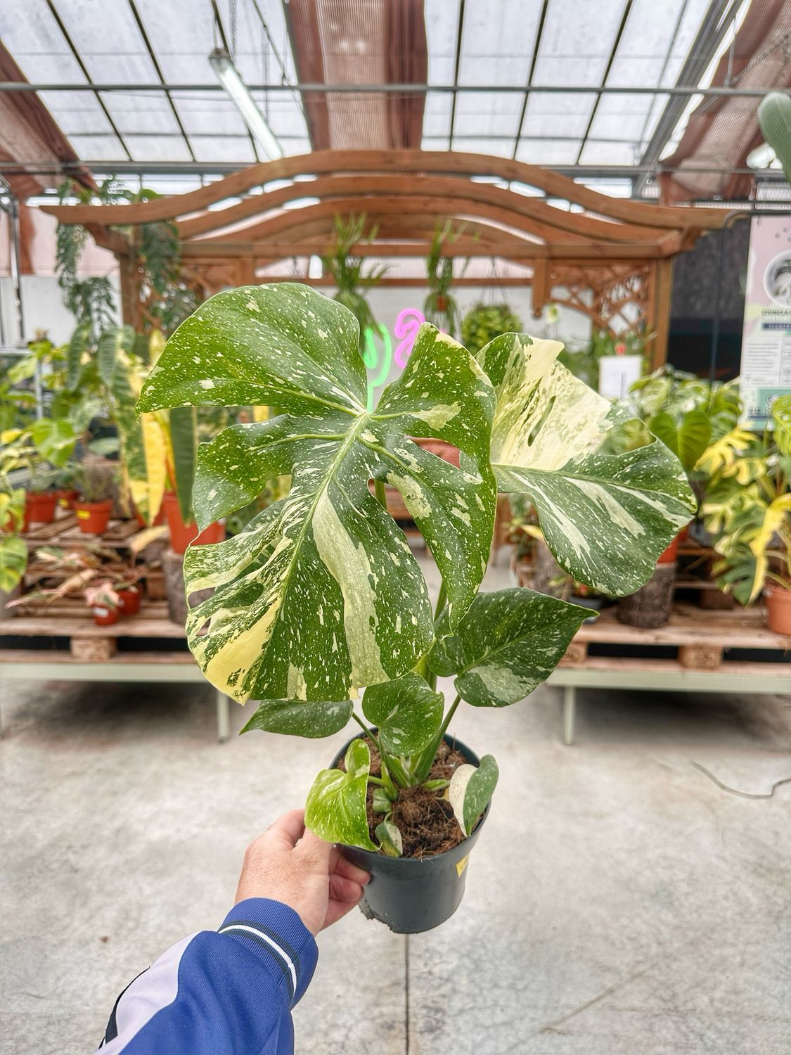 Monstera Thai consetellation M extra variegata vaso cm 14