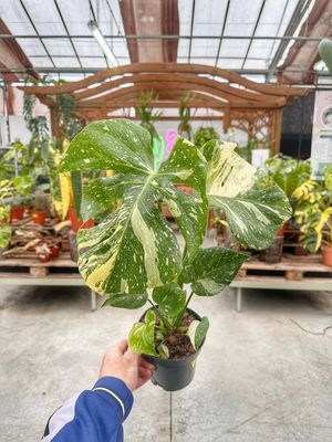 Monstera Thai consetellation M extra variegata vaso cm 14