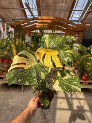 Monstera Thai consetellation M extra variegata vaso cm 14