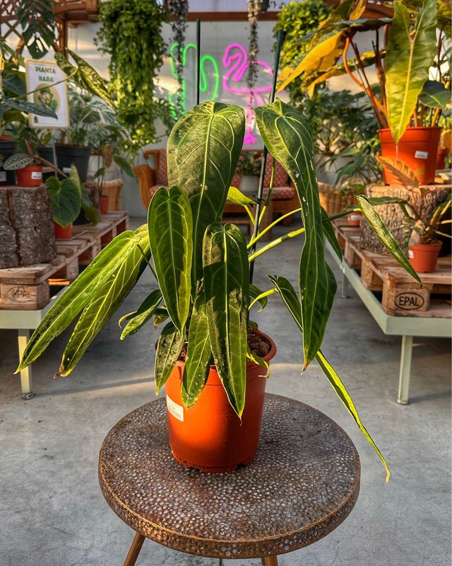 Anthurium warocqueanum L vaso cm 21