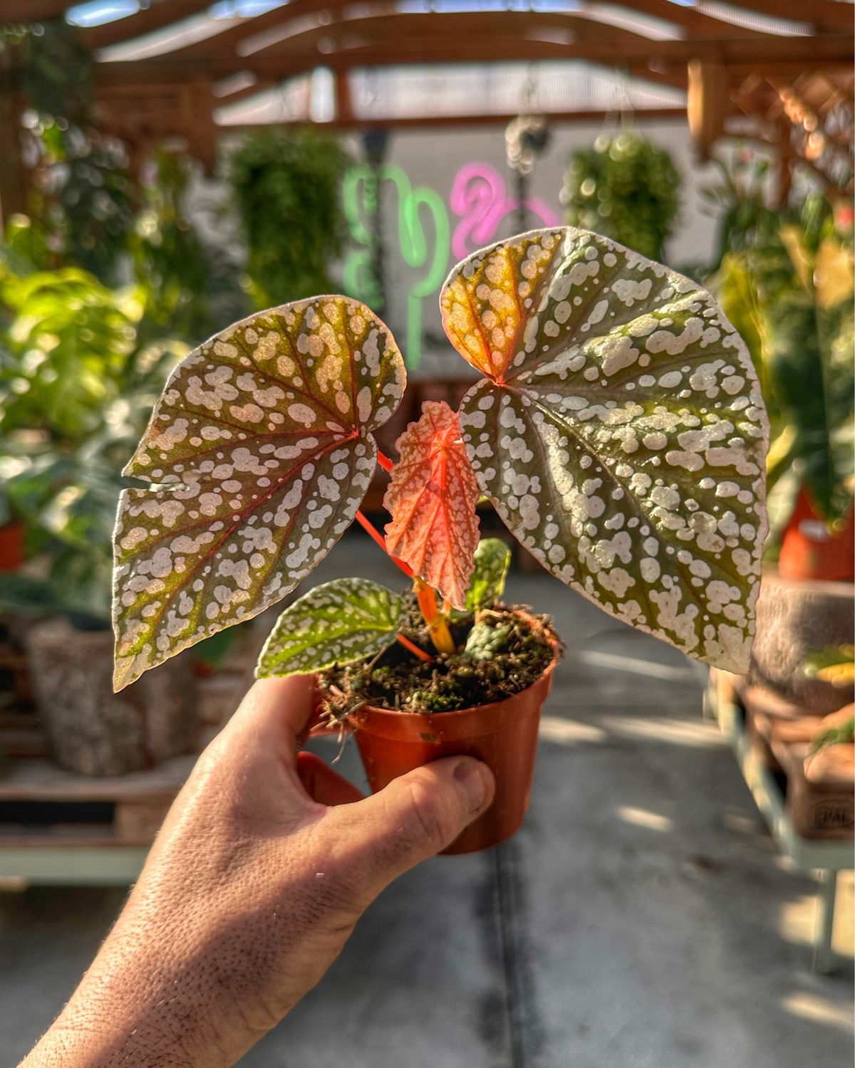 Begonia snow capped vaso cm 9