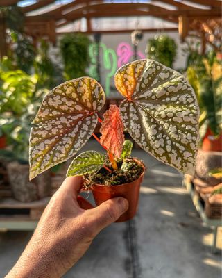 Begonia snow capped vaso cm 9
