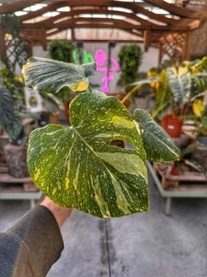 Monstera Thai constellation M extra variegata vaso cm 10,5
