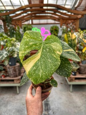 Monstera Thai constellation M extra variegata vaso cm 12