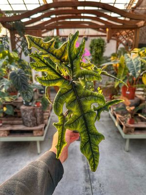 Alocasia Jacklyn vaso cm 14