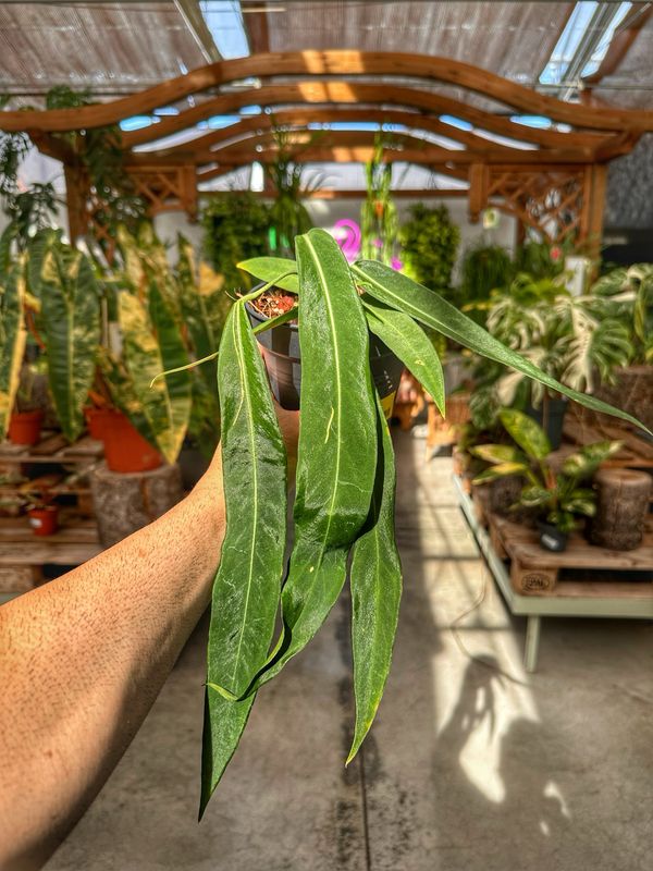 Anthurium pallidiflorum vaso cm 13